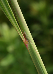 Indian grass